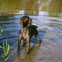 Picture of sh ch hillanhi laith (abbe)  german shorthaired pointer standing in water