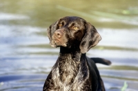Picture of sh ch hillanhi laith (abbe) german shorthaired pointer head study