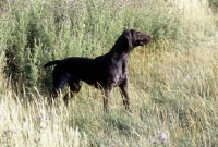 Picture of sh ch hillanhi laith (abbe) german shorthaired pointer 