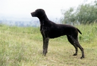 Picture of sh ch hillanhi laith (abbe) german shorthaired pointer, alert ready to retrieve