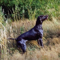 Picture of sh ch hillanhi laith (abbe) german shorthaired pointer awaiting command