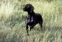 Picture of sh ch hillanhi laith (abbe) german shorthaired pointer 