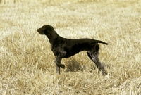 Picture of sh ch hillanhi laith (abbe) german shorthaired pointer 