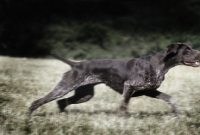 Picture of sh ch hillanhi laith (abbe) german shorthaired pointer dashing off on retrieve