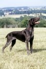 Picture of sh ch hillanhi laith (abbe) german shorthaired pointer 