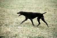 Picture of sh ch hillanhi laith (abbe) german shorthaired pointer trotting across grass