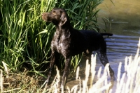 Picture of sh ch hillanhi laith (abbe) german shorthaired pointer standing on river bank