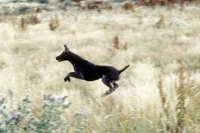 Picture of sh ch hillanhi laith (abbe) german shorthaired pointer leaping off the ground