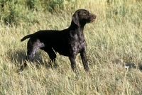 Picture of sh ch hillanhi laith (abbe) german shorthaired pointer 