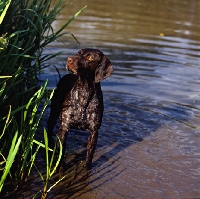 Picture of sh ch hillanhi laith, german shorthaired pointer standing in water