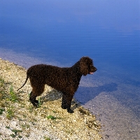 Picture of sh ch kellybrook joxer daly,   irish water spaniel standing by waters edge