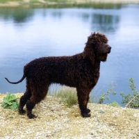 Picture of sh ch kellybrook joxer daly,  irish water spaniel standing by waters edge