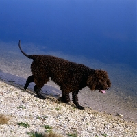 Picture of sh ch kellybrook joxer daly,  irish water spaniel walking by the water's edge