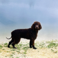 Picture of sh ch kellybrook joxer daly,  irish water spaniel standing by water