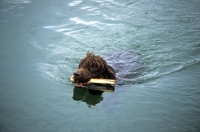 Picture of sh ch kellybrook joxer daly,  irish water spaniel retrieving