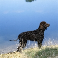 Picture of sh ch kellybrook joxer daly, irish water spaniel standing by waters edge