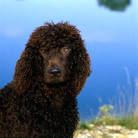 Picture of sh ch kellybrook joxer daly, irish water spaniel, portrait