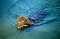 Picture of sh ch kellybrook joxer daly, irish water spaniel retrieving stick, swimming