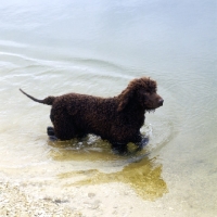 Picture of sh ch kellybrook joxer daly, irish water spaniel walking in water