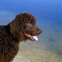 Picture of sh ch kellybrook joxer daly, irish water spaniel head portrait