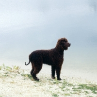 Picture of sh ch kellybrook joxer daly, irish water spaniel standing by water