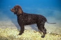 Picture of sh ch kellybrook joxer daly, irish water spaniel by lakeside