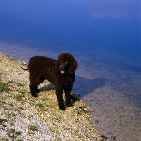 Picture of sh ch kellybrook joxer daly, irish water spaniel standing by water