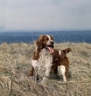 Picture of sh ch liza of linkhill welsh springer spaniel on hillside in dry grass 