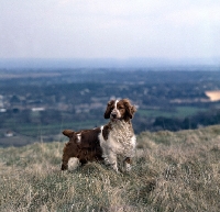 Picture of sh ch liza of linkhill, welsh springer spaniel standing on hillside
