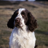 Picture of sh ch lochardils ghillie of bramhope,  english springer spaniel head portrait