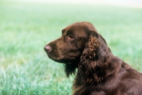 Picture of sh ch lydemoor lionel,  field spaniel, portrait in profile