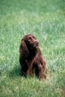 Picture of sh ch lydemoor lionel,  field spaniel,
