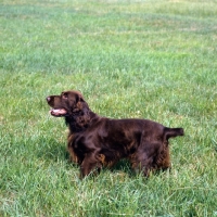 Picture of sh ch lydemoor lionel,  field spaniel standing in a field