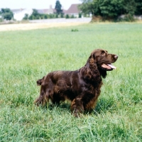 Picture of sh ch lydemoor lionel, field spaniel standing in a field