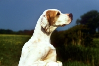 Picture of Sh Ch Pipeaway Haysi Fantazee pointer standing up head study