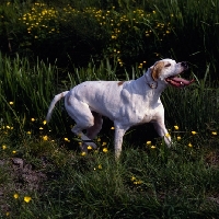 Picture of Sh Ch Pipeaway Haysi Fantazee, happy english pointer