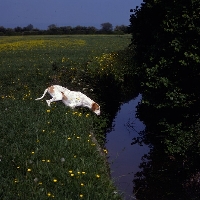 Picture of sh ch pipeaway scritti pollitti, english pointer near water