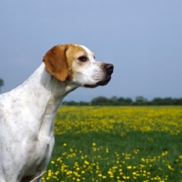 Picture of sh ch pipeaway scritti pollitti, portrait of english pointer