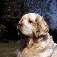 Picture of sh ch raycroft senator  portrait of a clumber spaniel