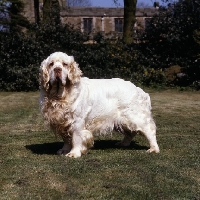 Picture of sh ch raycroft senator, clumber spaniel standing 