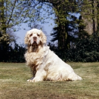 Picture of sh ch raycroft senator, clumber spaniel looking at camera