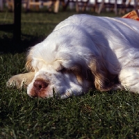 Picture of sh ch raycroft socialite,  clumber spaniel asleep, best in show crufts, 
