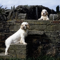 Picture of sh ch raycroft sue elle and her puppy, clumber spaniel and pup