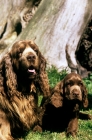 Picture of sh ch topjoys sussex harvester; and puppy,  sussex spaniels 	