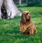 Picture of sh ch topjoys sussex harvester sussex spaniel sitting on grass