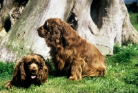 Picture of sh ch topjoys sussex harvester; sh ch topjoys sussex nutmeg, two sussex spaniels together