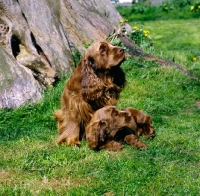 Picture of sh ch topjoys sussex nutmeg, sussex spaniel and puppy sitting together