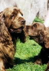 Picture of sh ch topjoys sussex nutmeg, sussex spaniel and puppy nuzzling her
