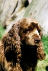 Picture of sh ch topjoys sussex nutmeg, sussex spaniel, portrait	