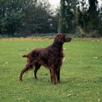 Picture of sh ch wendover gentleman, irish setter on grass